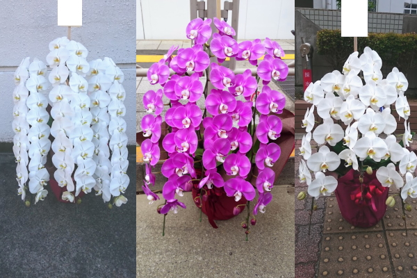 お祝いの胡蝶蘭 全国に宅配します 東京都江東区の花屋 ノーブル フローリスト